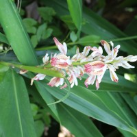 Alpinia calcarata (Andrews) Roscoe